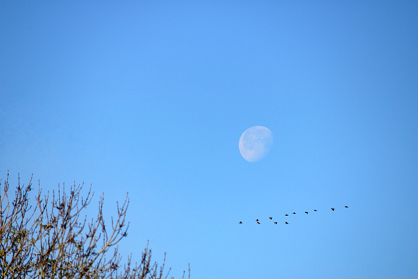 Himmel mit Mond und Zugvögeln